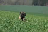 BULLMASTIFF 539